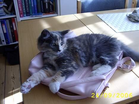 Norsk Skovkat Mischa billede 18