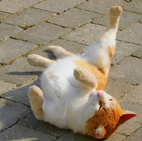 Blanding af racer Bølle billede 11