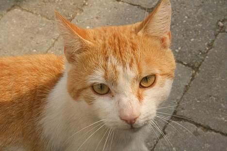 Blanding af racer Bølle billede 12