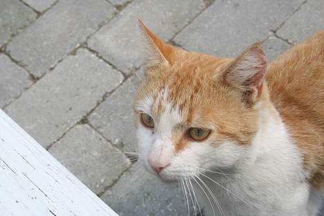 Blanding af racer Bølle billede 13