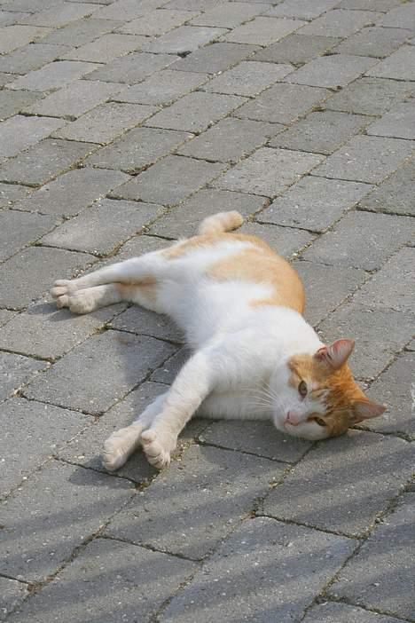 Blanding af racer Bølle billede 14