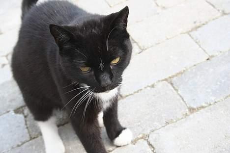 Blanding af racer Sorte billede 19