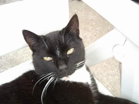 Blanding af racer Sorte billede 20