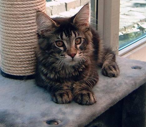 Maine Coon Matinique *solgt* - Matinique i udestuen billede 1