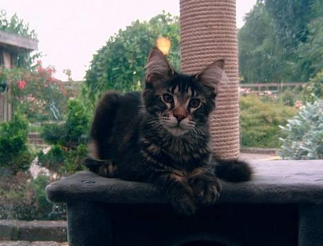 Maine Coon Matinique *solgt* - Ja, igen :0) billede 2