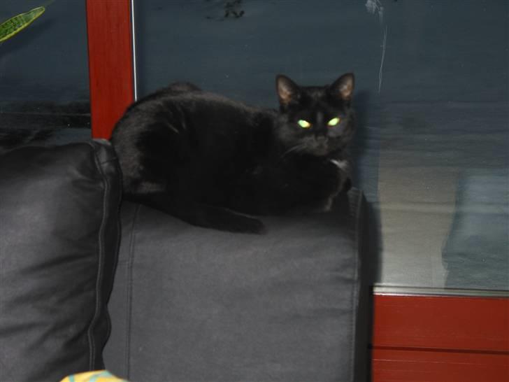 Blanding af racer Milo {Mislo} <'3 - ; du er så fin lille kat (: <3 billede 3