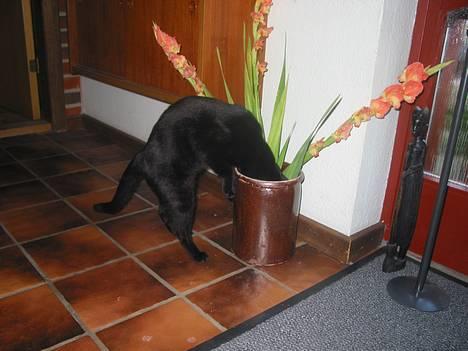 Blanding af racer Milo {Mislo} <'3 - ; Haløj? - noget dernede :D:D billede 4