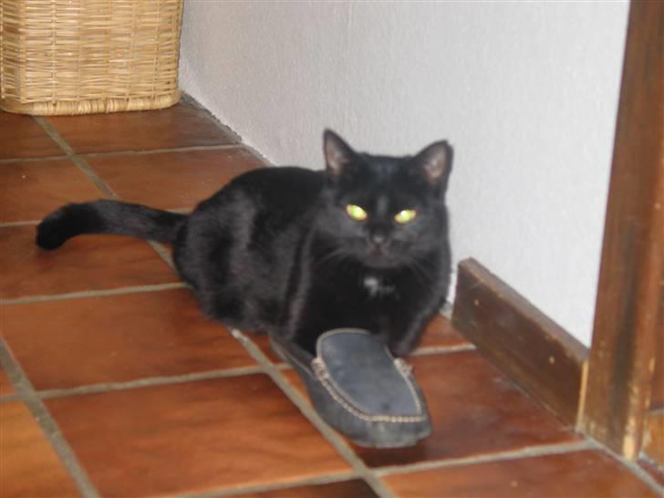 Blanding af racer Milo {Mislo} <'3 - ; med poterne i skoen? (: - fineste kat <3 billede 5