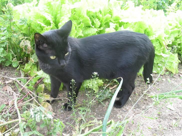 Blanding af racer Milo {Mislo} <'3 - ; milo´ den dejlige lille kat <3 billede 6