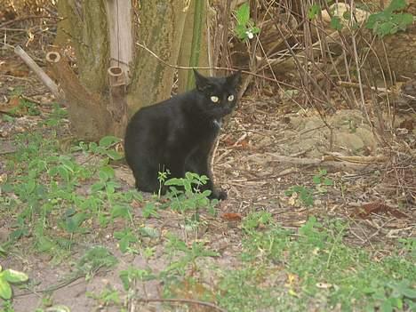 Blanding af racer Milo {Mislo} <'3 - ; milo [: <3 billede 7