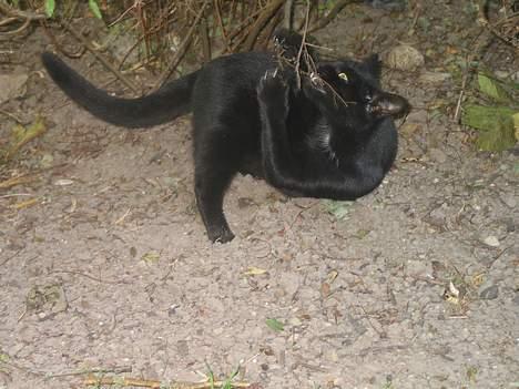 Blanding af racer Milo {Mislo} <'3 - ; jeg spiser dig! ;D billede 8