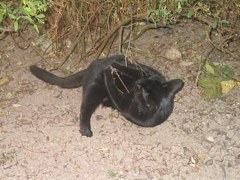 Blanding af racer Milo {Mislo} <'3 - ; milo - din sild :D:D billede 9