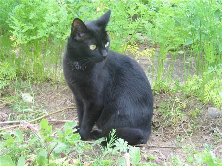 Blanding af racer Milo {Mislo} <'3 - ; ih - hvor er du dog smuk kat <3 billede 10