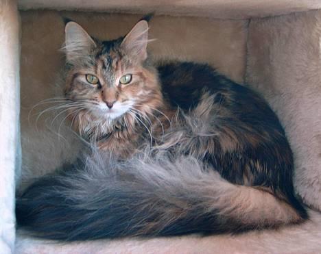 Maine Coon Timbercoons Grafity - Vores kønne grafity... billede 1