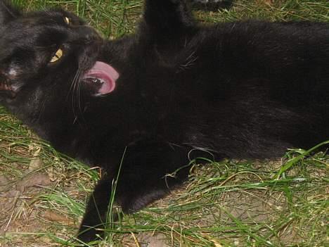 Blanding af racer Milo {Mislo} <'3 - ; JEGERSÅLÆKKER :D:D<3 billede 11