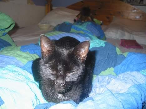 Blanding af racer Milo {Mislo} <'3 - ; trunte? (: <3 billede 12