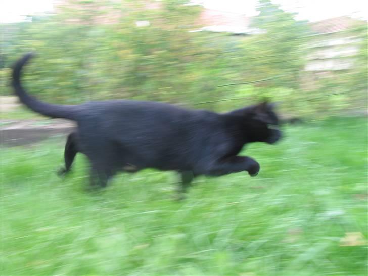 Blanding af racer Milo {Mislo} <'3 - ; wupsi - & så afsted ;D<3 billede 13