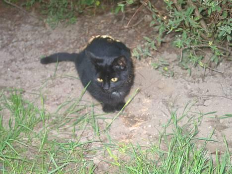 Blanding af racer Milo {Mislo} <'3 - ; milo´ din lille trold :]<3 billede 14