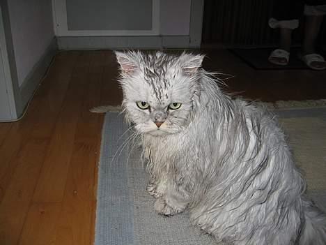 Perser Silver - sådan ser han ud, efter et bad! :) billede 10
