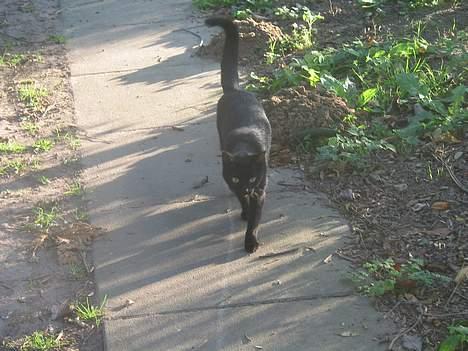 Blanding af racer Milo {Mislo} <'3 - ; på stien <3 billede 15