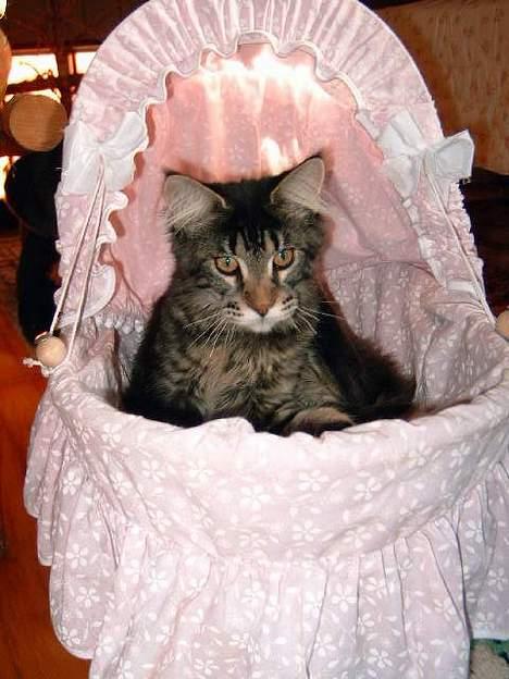 Maine Coon Matinique *solgt* - Matinique i killingernes kurv... :0) billede 3