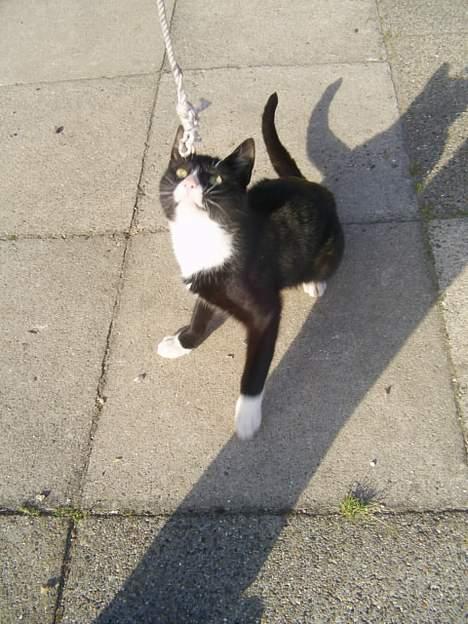 Blanding af racer Julle *forsvundet* - Legekat ? :´) billede 6