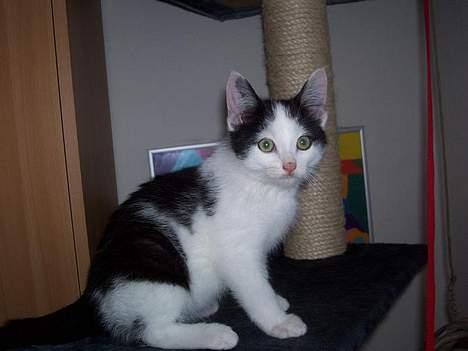 Huskat bombom død - her ser i dejlige lille bombom billede 1