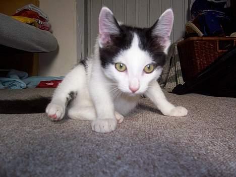 Huskat bombom død - hej med jer derude billede 2