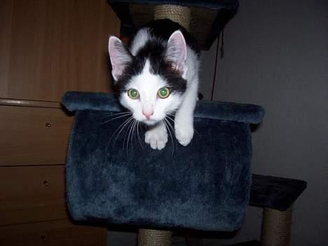 Huskat bombom død - Kom lige lidt nærmere..  billede 3