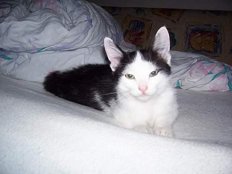 Huskat bombom død - ligger lige og slapper lidt af billede 4