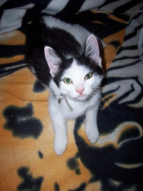 Huskat bombom død - er jeg ikk bare dejlig?? billede 5