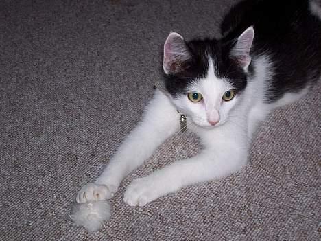 Huskat bombom død - jubii jeg fik den..  billede 6