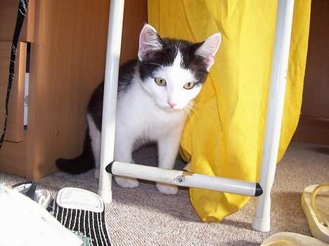 Huskat bombom død - her kan jeg gemme mig fra de farlige gæster der kommer billede 7