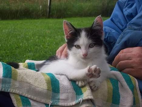 Huskat bombom død - aaaa her ligger jeg bare godt...! billede 8