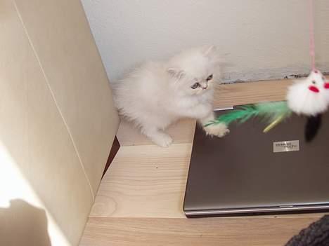 Perser Silke billede 1