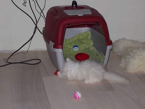 Perser Silke billede 2