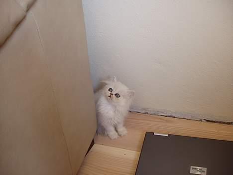 Perser Silke - Var lidt bange for den store hund de første dage billede 4