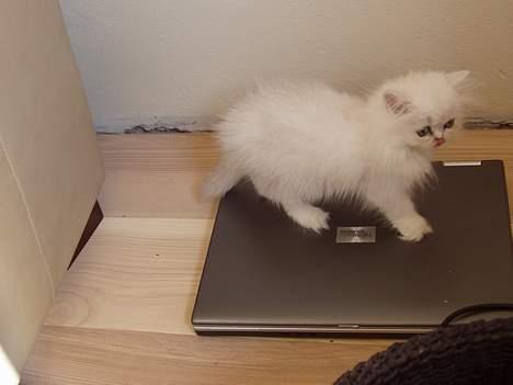 Perser Silke billede 5