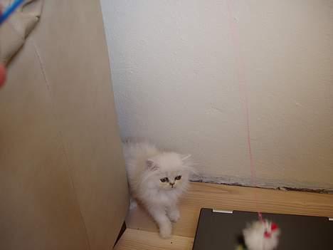 Perser Silke billede 6