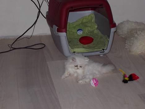 Perser Silke billede 7