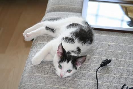 Blanding af racer Miss Malou† billede 1