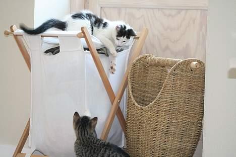 Blanding af racer Miss Malou† billede 2