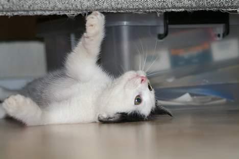 Blanding af racer Miss Malou† billede 3