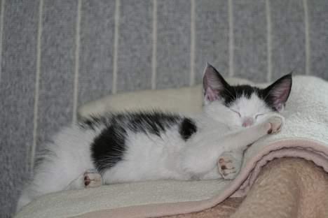 Blanding af racer Miss Malou† billede 4