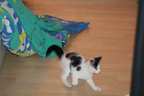 Blanding af racer Miss Malou† billede 5