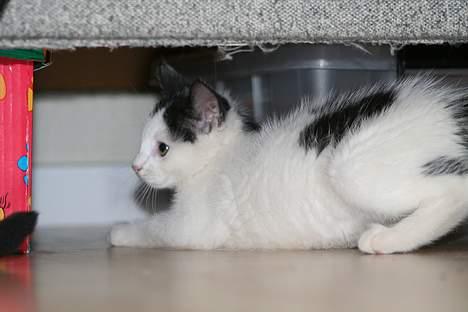 Blanding af racer Miss Malou† billede 6