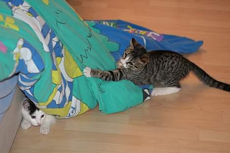 Blanding af racer Miss Malou† billede 7