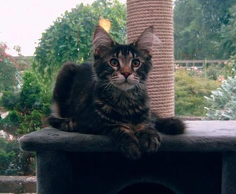 Maine Coon Matinique *solgt* - Nikki i udestuen, bare en lidt mindre udgave ;0) Ca 3 måneder gammel ;0) billede 4