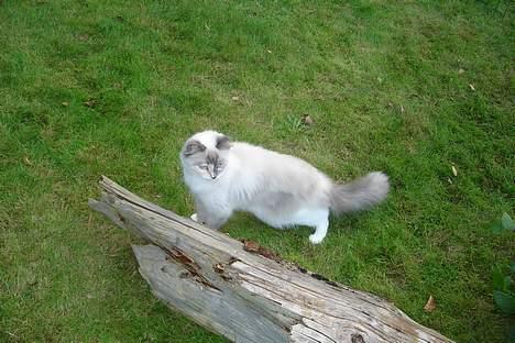 Ragdoll Lady Laudine - Igen for første gang ;) billede 13