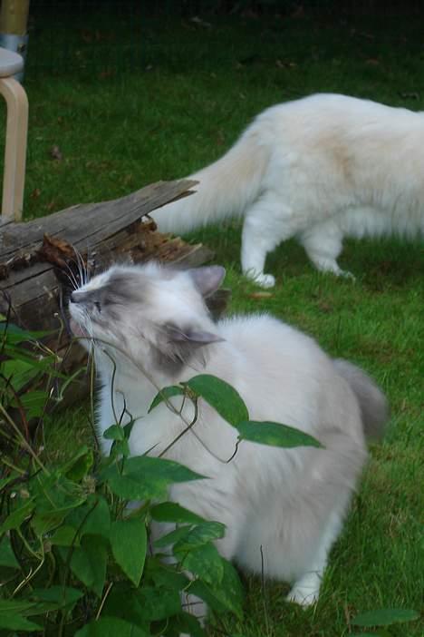 Ragdoll Lady Laudine - Og så skal der gnaves! billede 14